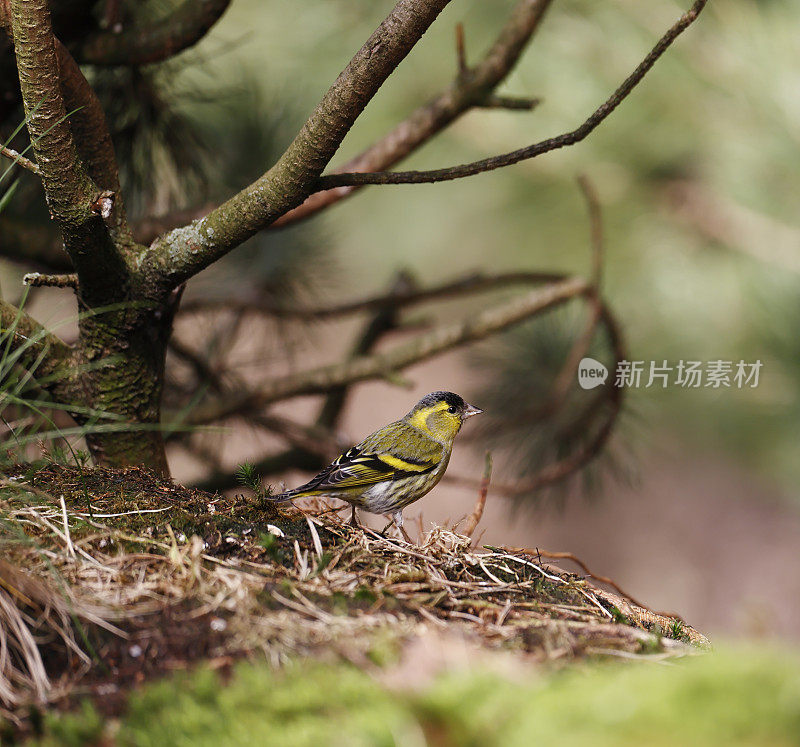 欧亚金雀花(Carduelis spinus)雄性